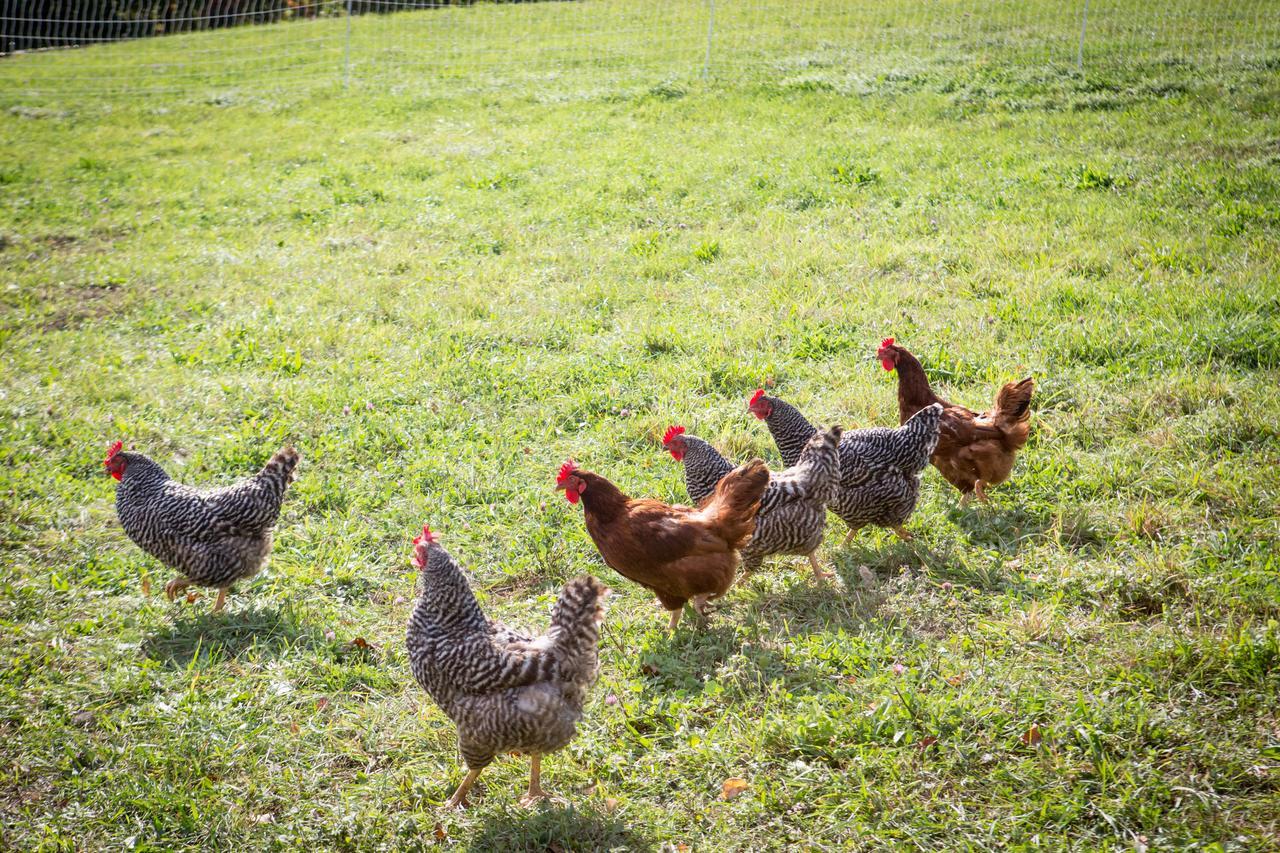 Woodstock Sustainable Farms 빌라 객실 사진