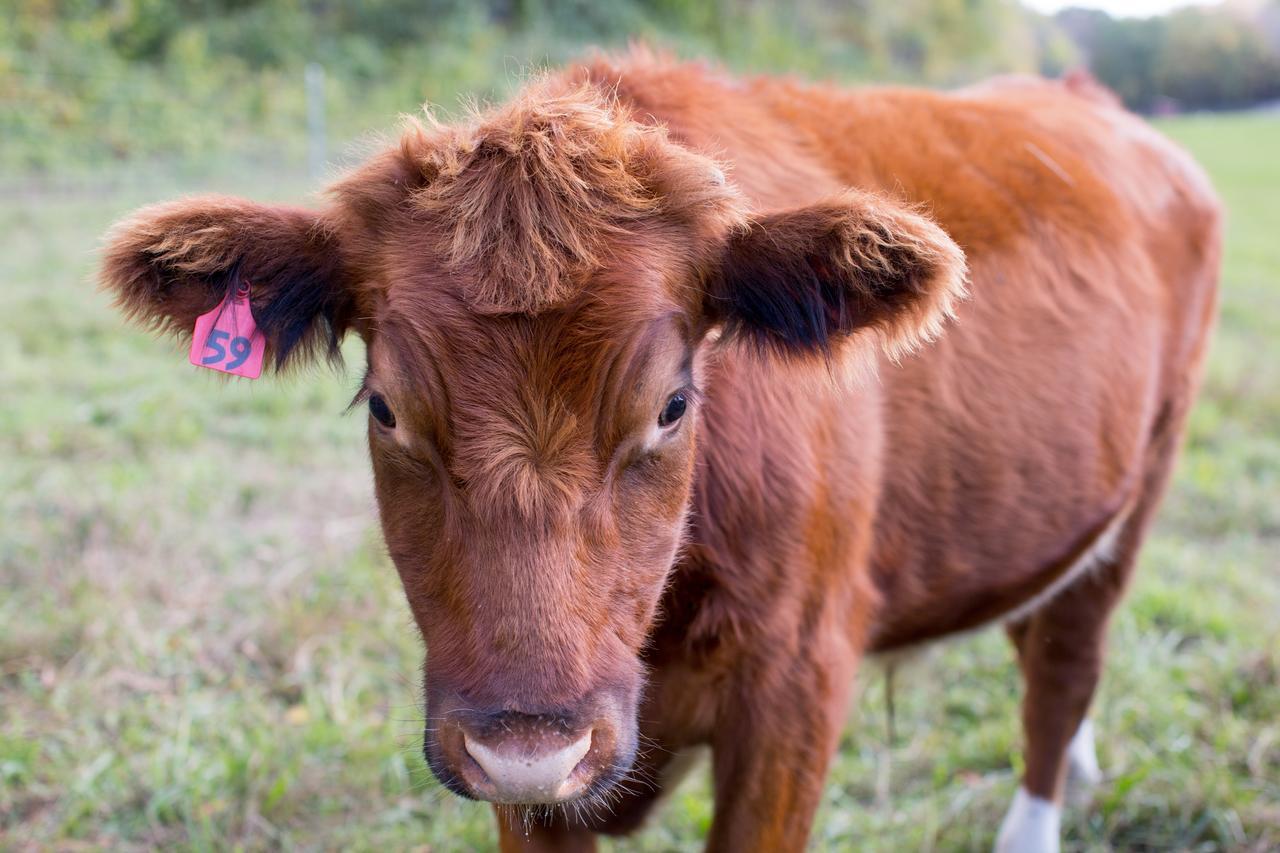 Woodstock Sustainable Farms 빌라 객실 사진