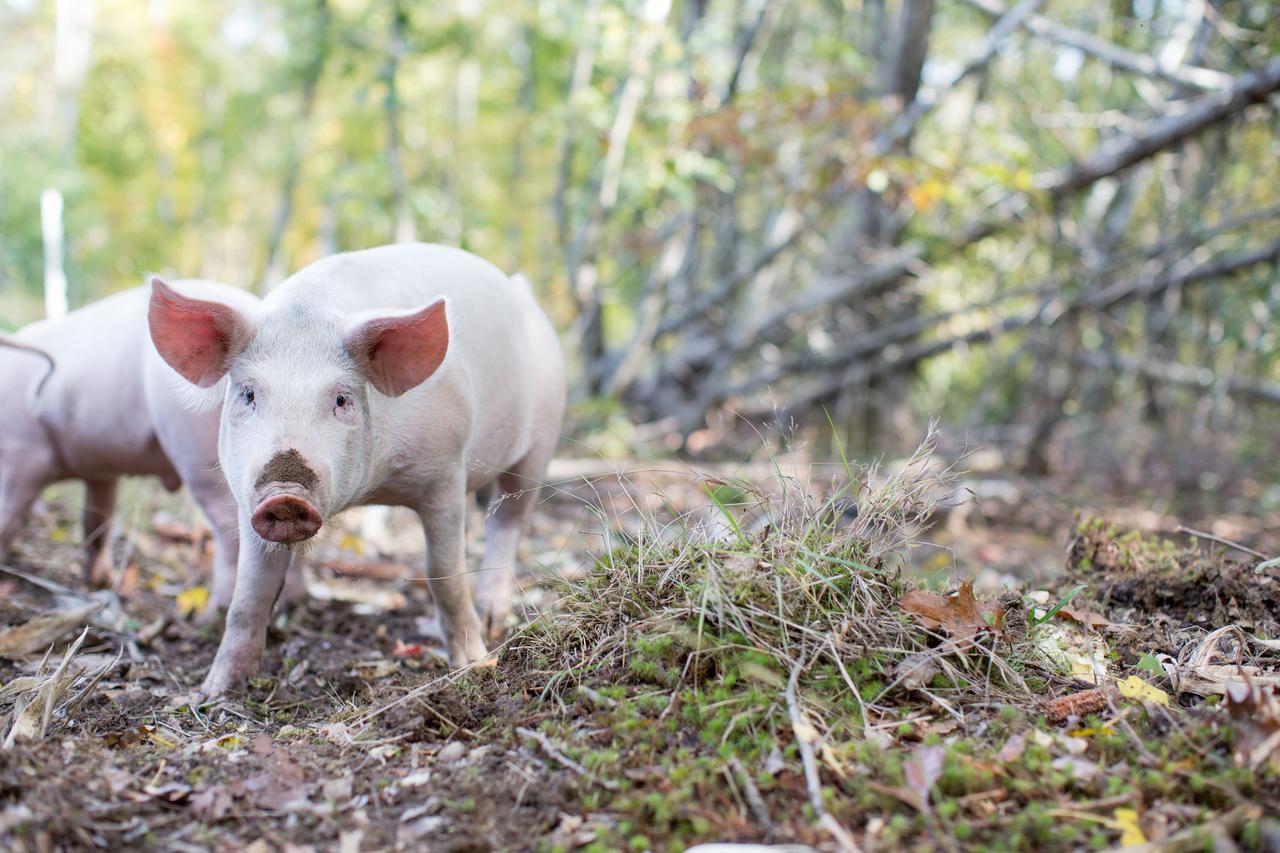 Woodstock Sustainable Farms 빌라 객실 사진
