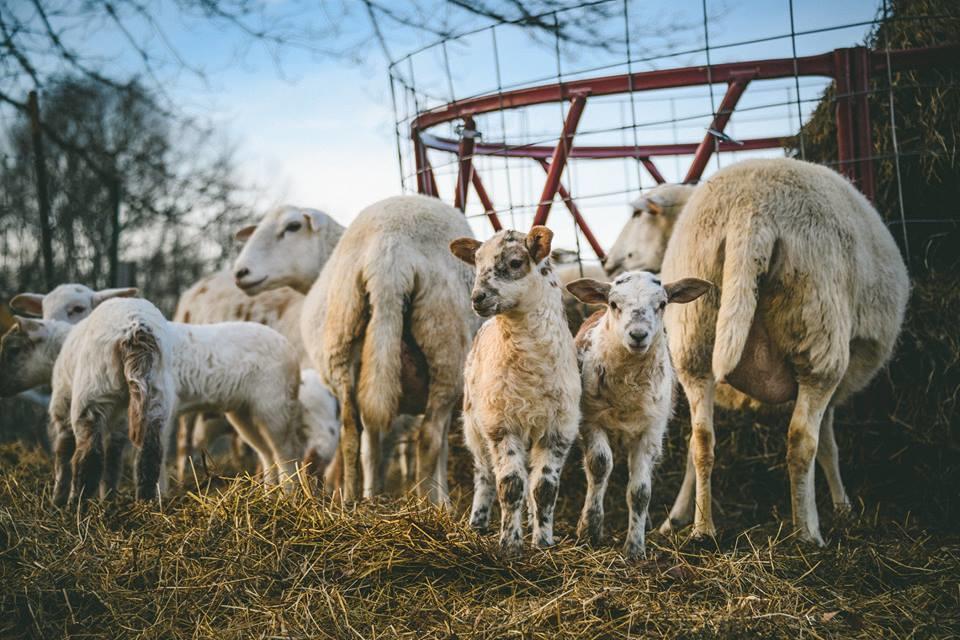 Woodstock Sustainable Farms 빌라 객실 사진